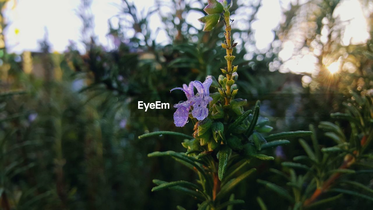 CLOSE-UP OF PLANT GROWING OUTDOORS