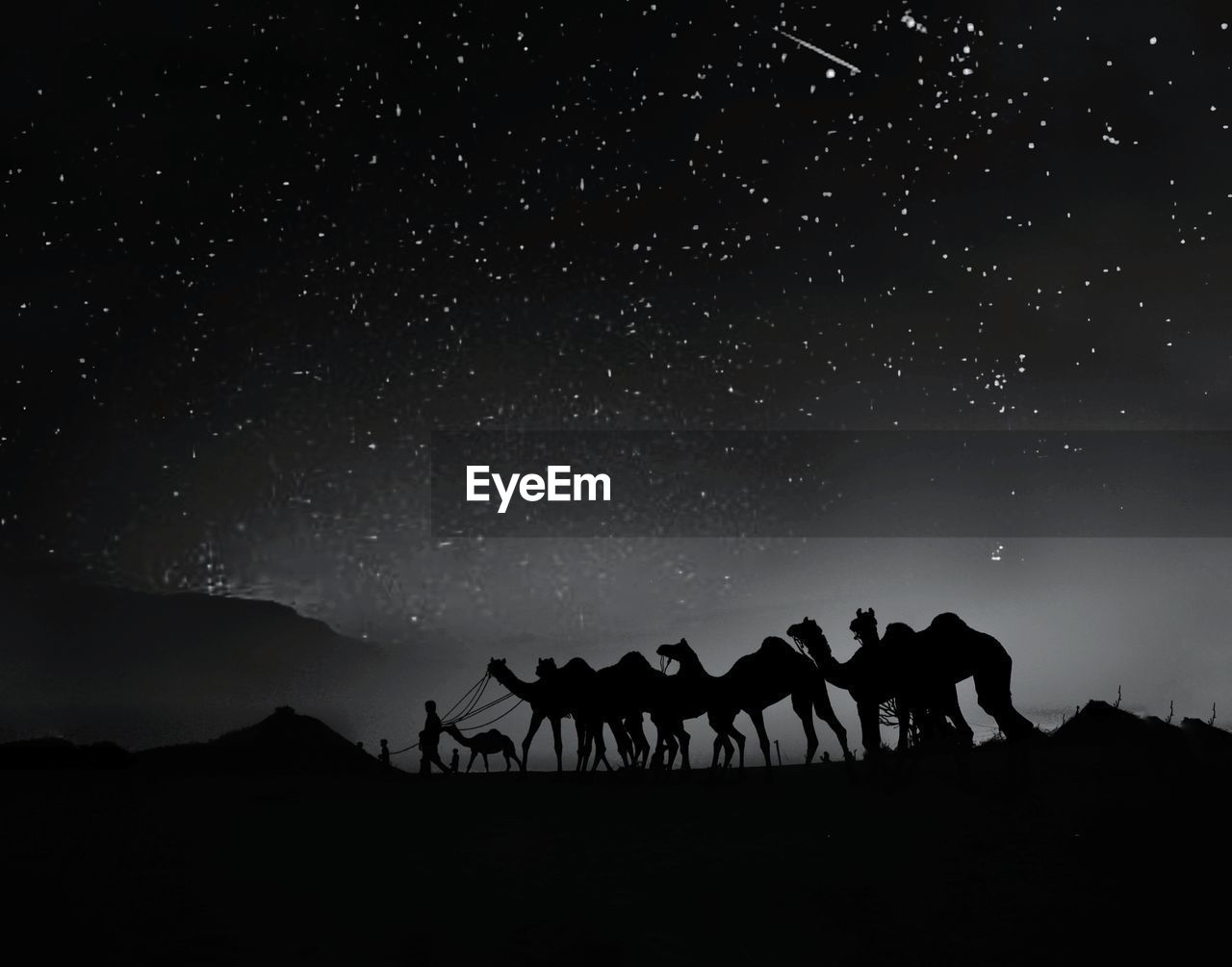 Silhouette camels walking at desert against star field