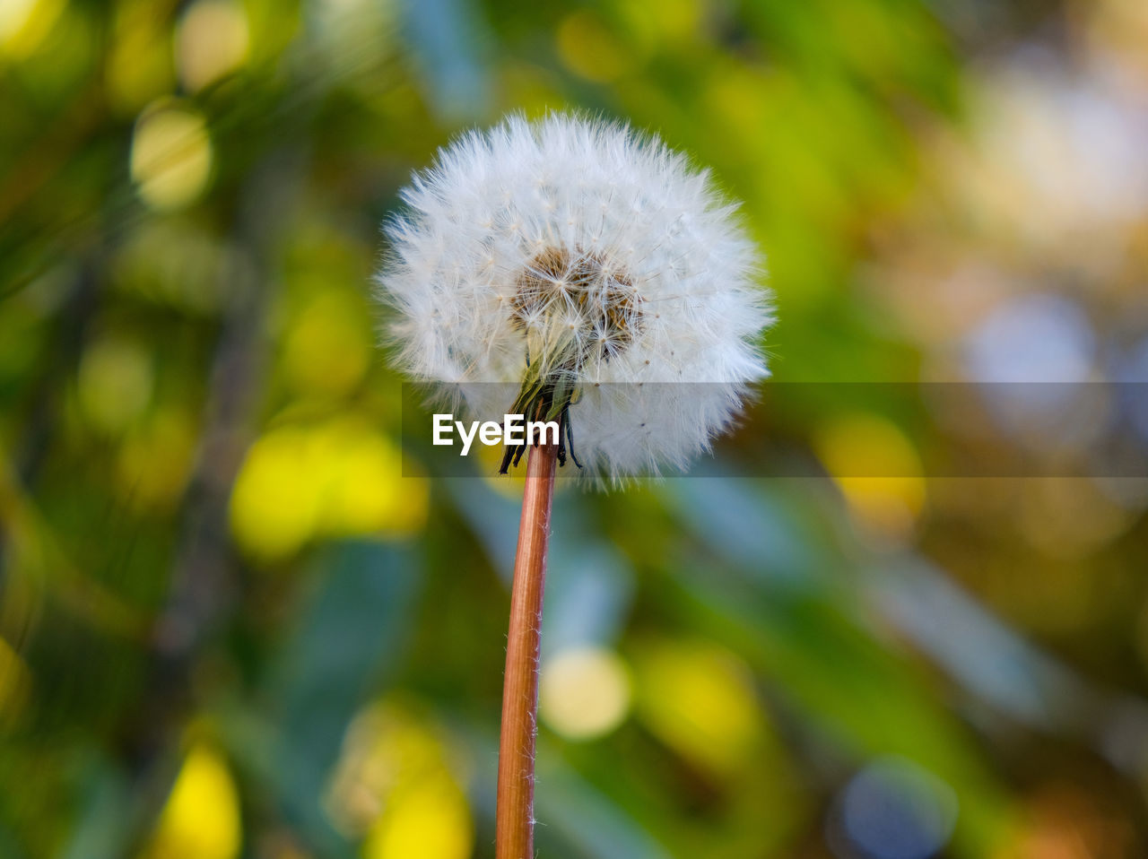 Close-up of dandelion flower