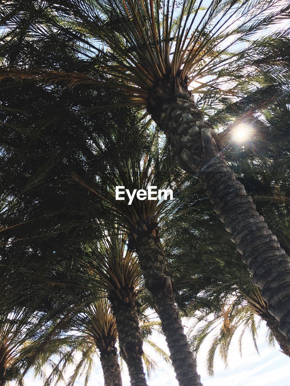 LOW ANGLE VIEW OF TREES AGAINST SKY