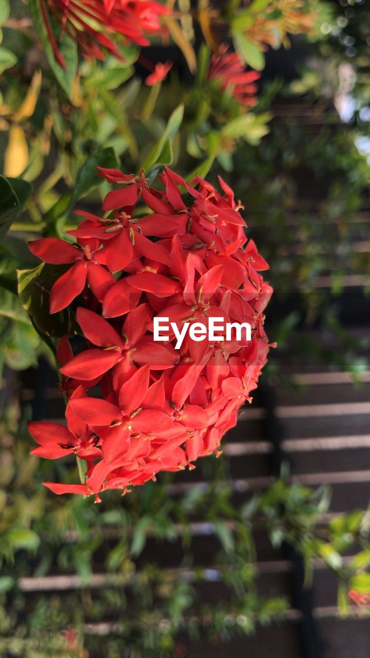 CLOSE-UP OF RED FLOWER