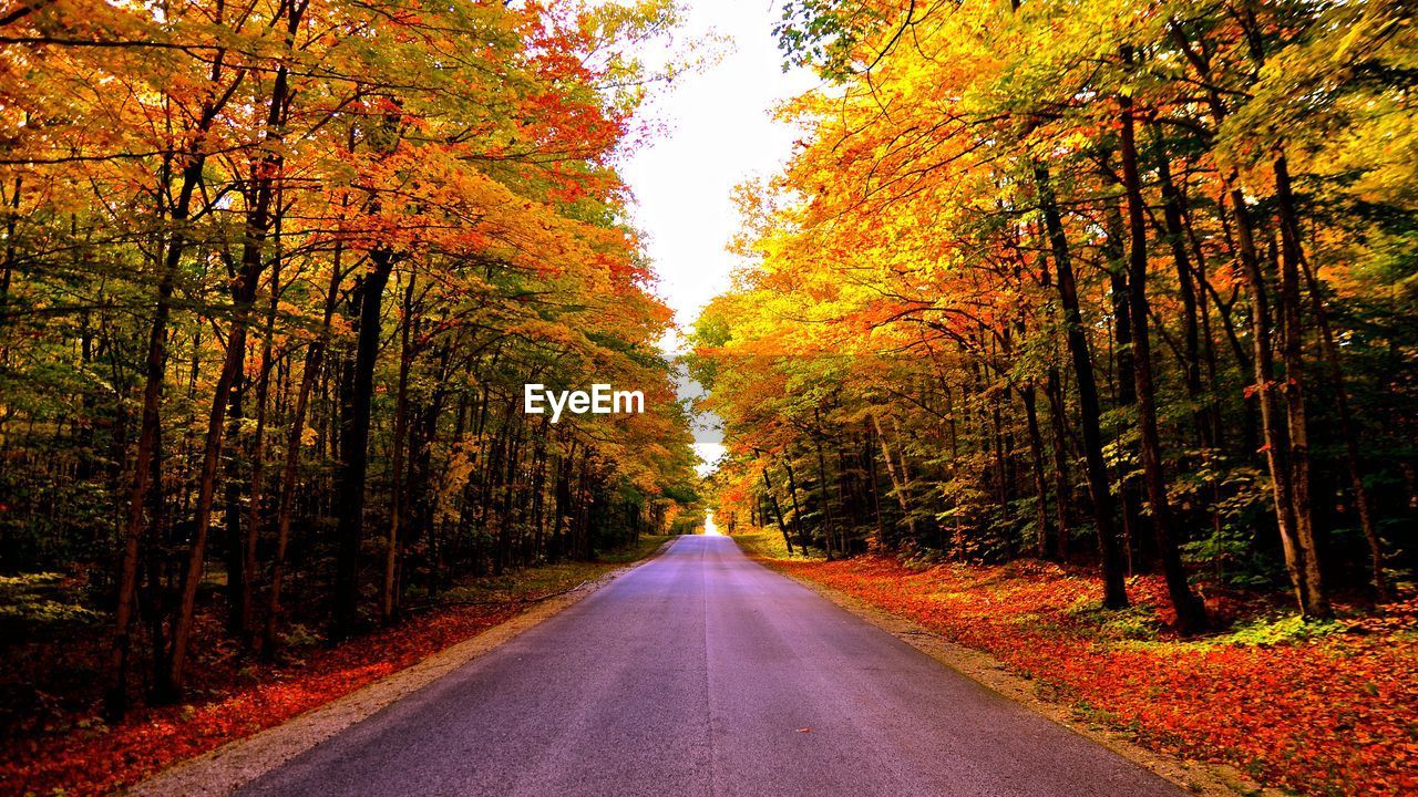 Road amidst trees in forest during autumn