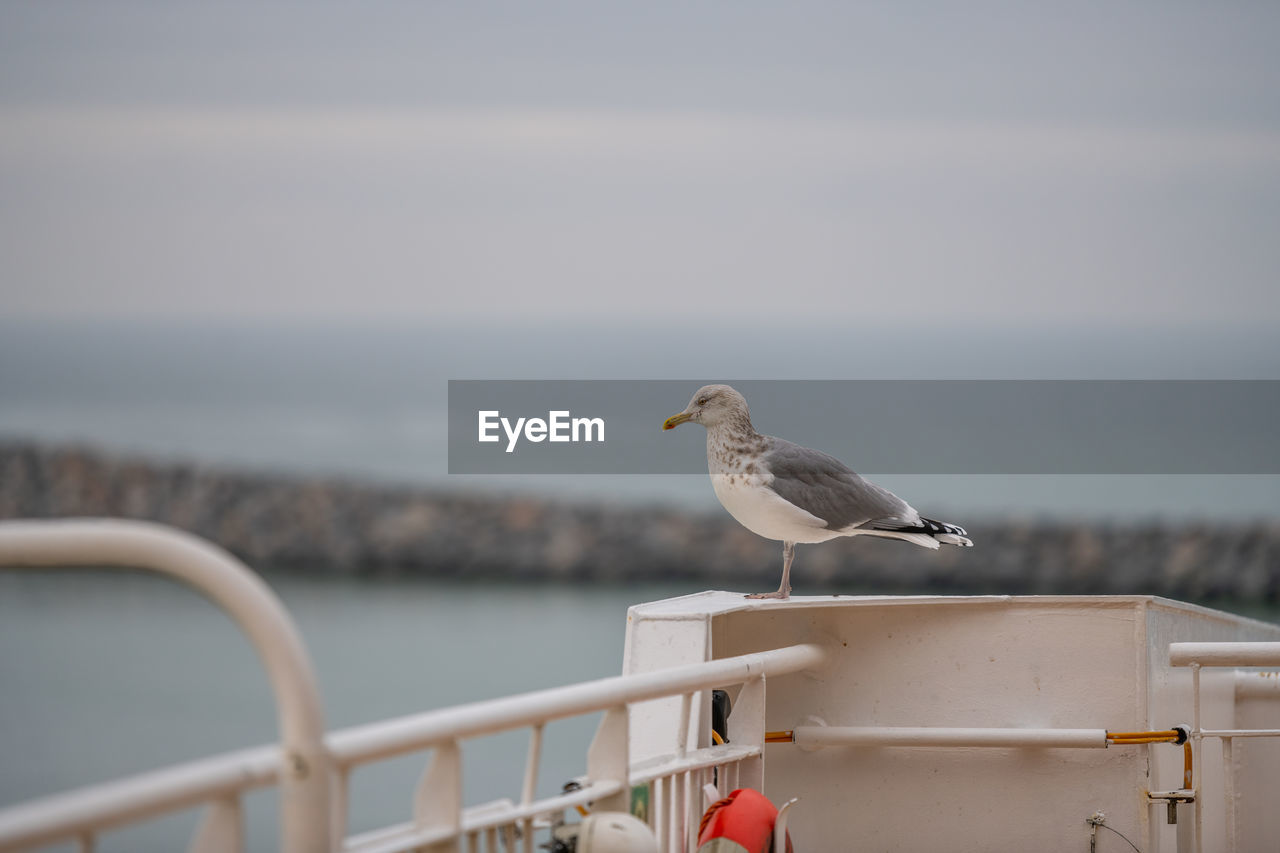 SEAGULLS PERCHING ON RAILING