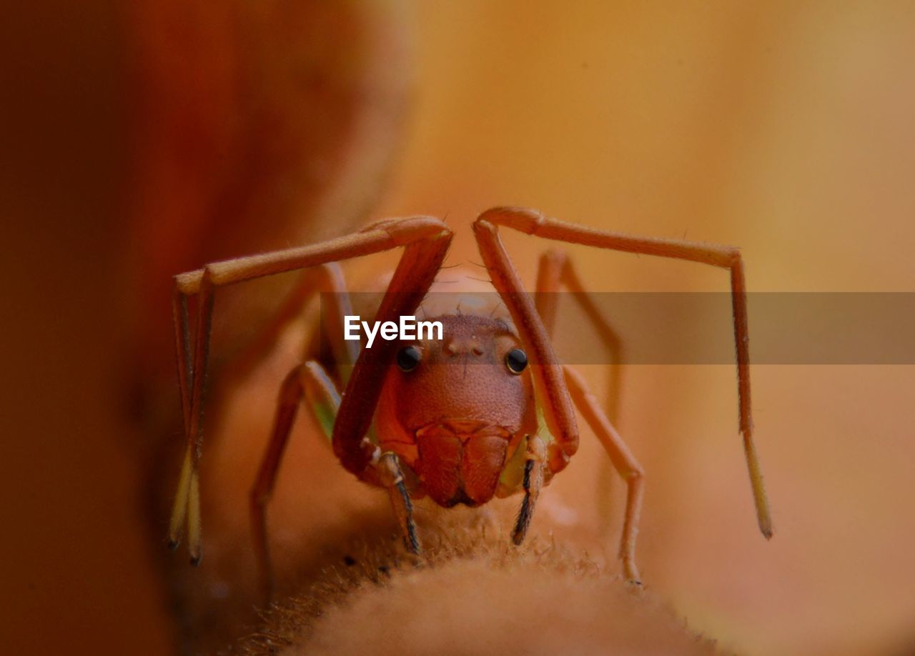 CLOSE-UP OF LADYBUG