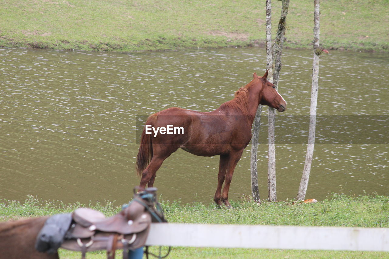 VIEW OF HORSE ON GRASS BY WATER