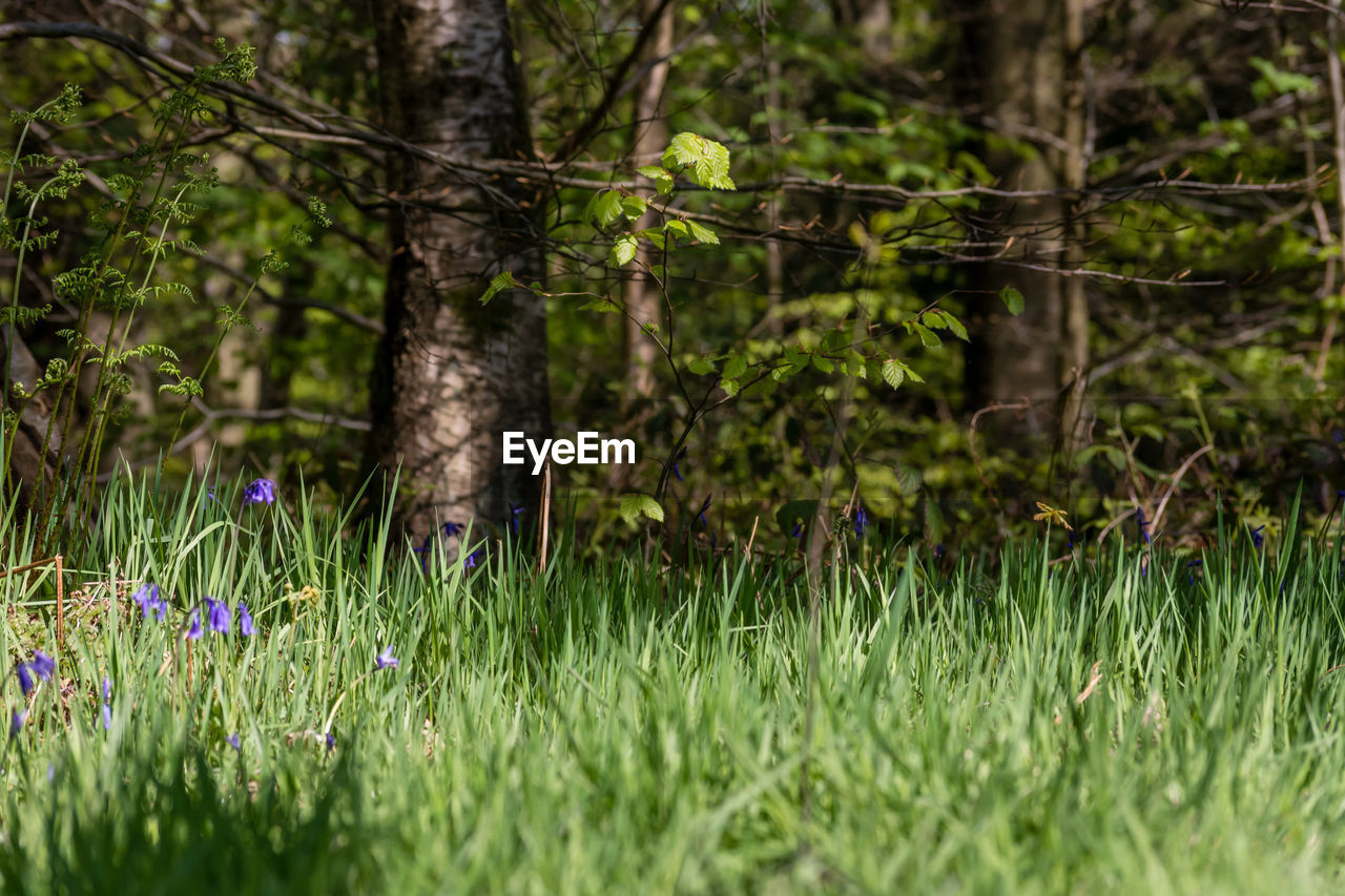 View of trees in forest