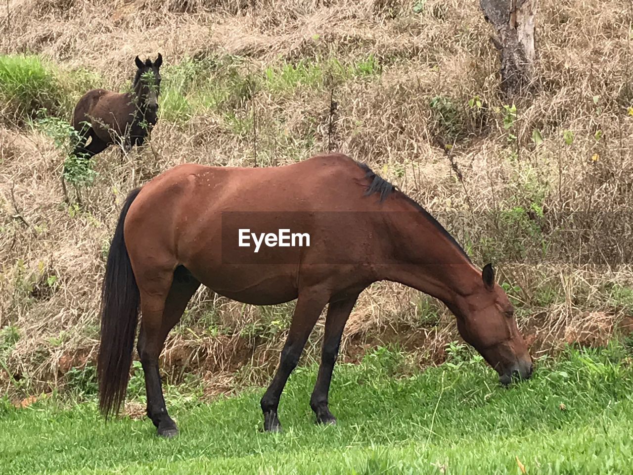 HORSES GRAZING IN FIELD