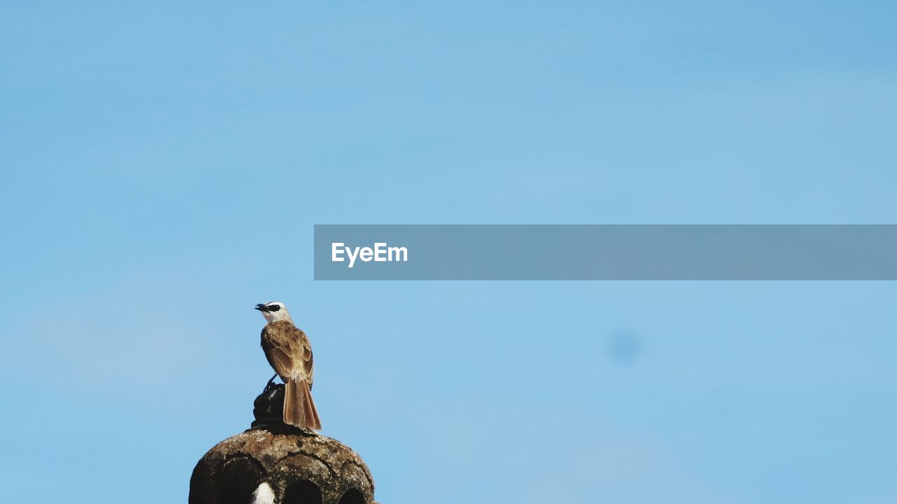 LOW ANGLE VIEW OF BIRD PERCHING ON ROCK AGAINST BLUE SKY