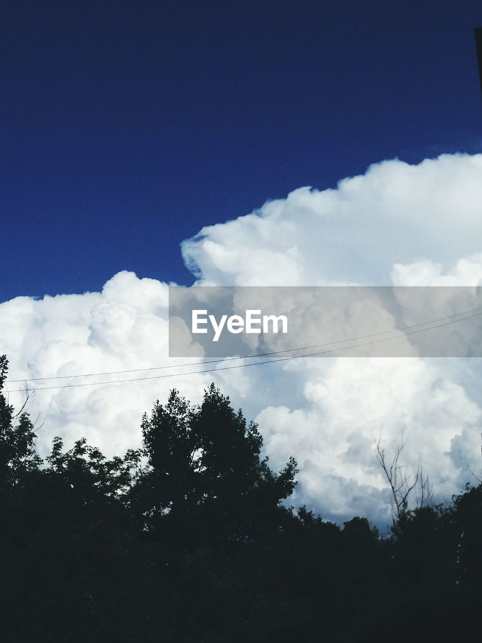 LOW ANGLE VIEW OF TREES AGAINST SKY