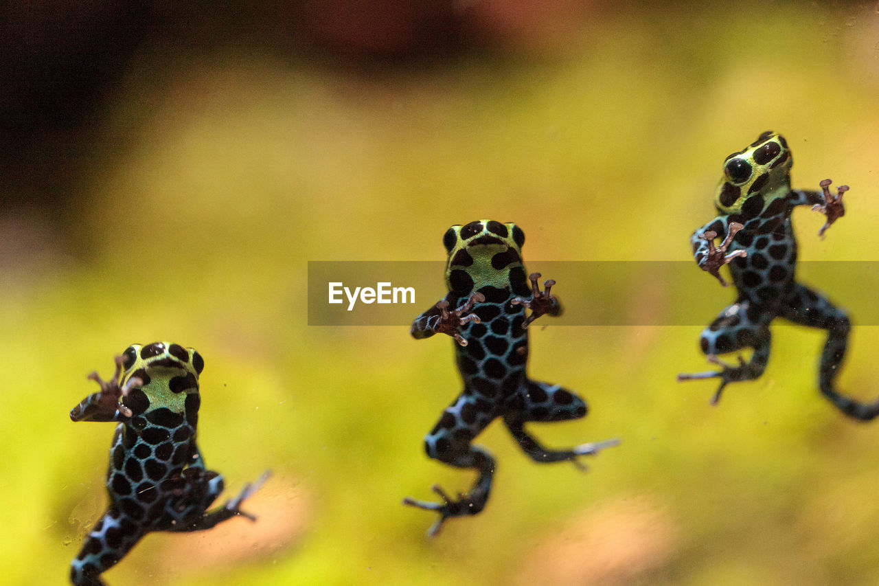 Iridescent variable poison dart frog ranitomeya variabilis is found in the tropical rain forest