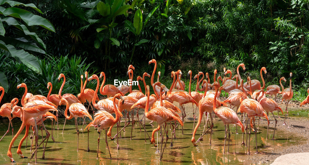 FLOCK OF BIRDS ON LAKE