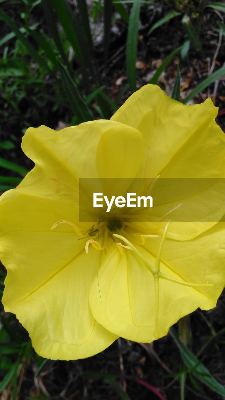 Close-up of yellow flower blooming in park