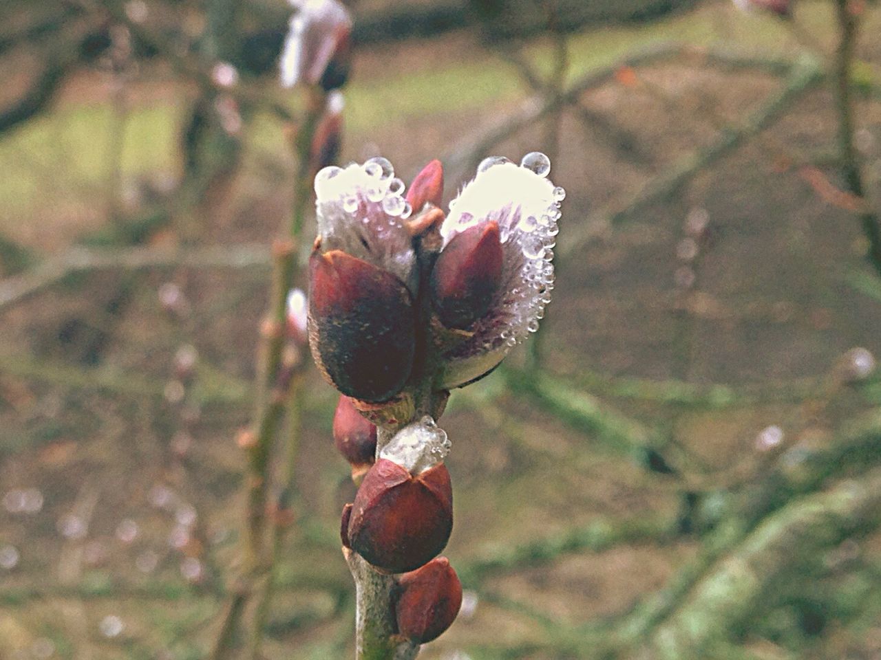 Close-up of flowers against blurred background