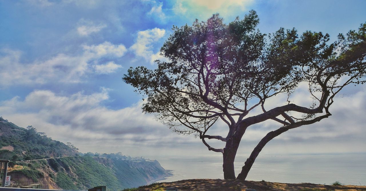 VIEW OF TREE AGAINST SKY