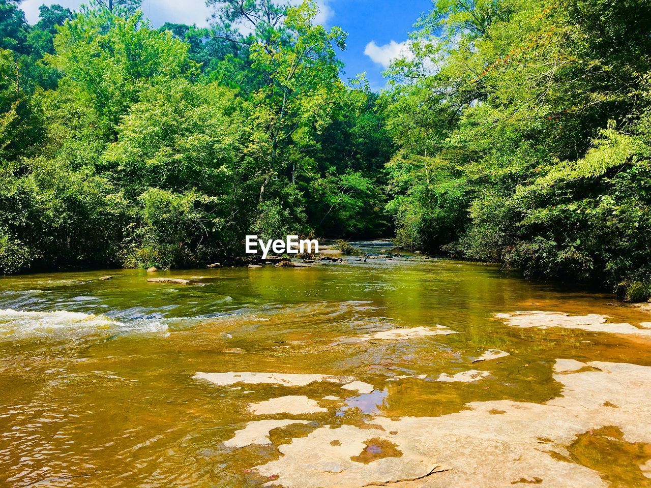 TREES GROWING BY LAKE IN FOREST