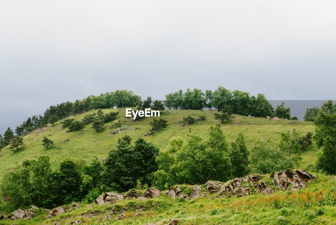 Green mountain with trees against sky