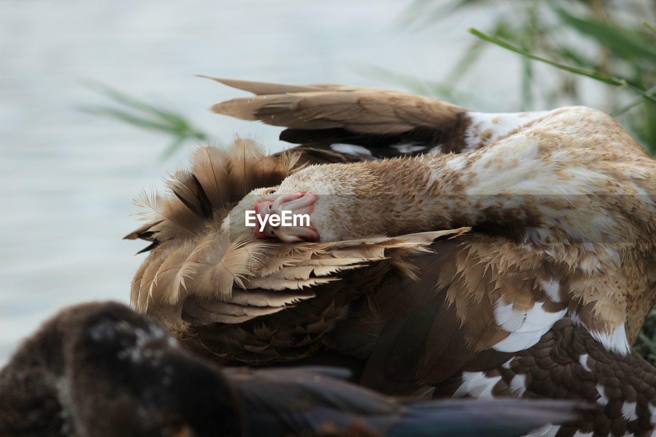 Grey beautiful goose in a reservoir. beautiful feathers. close-up.
