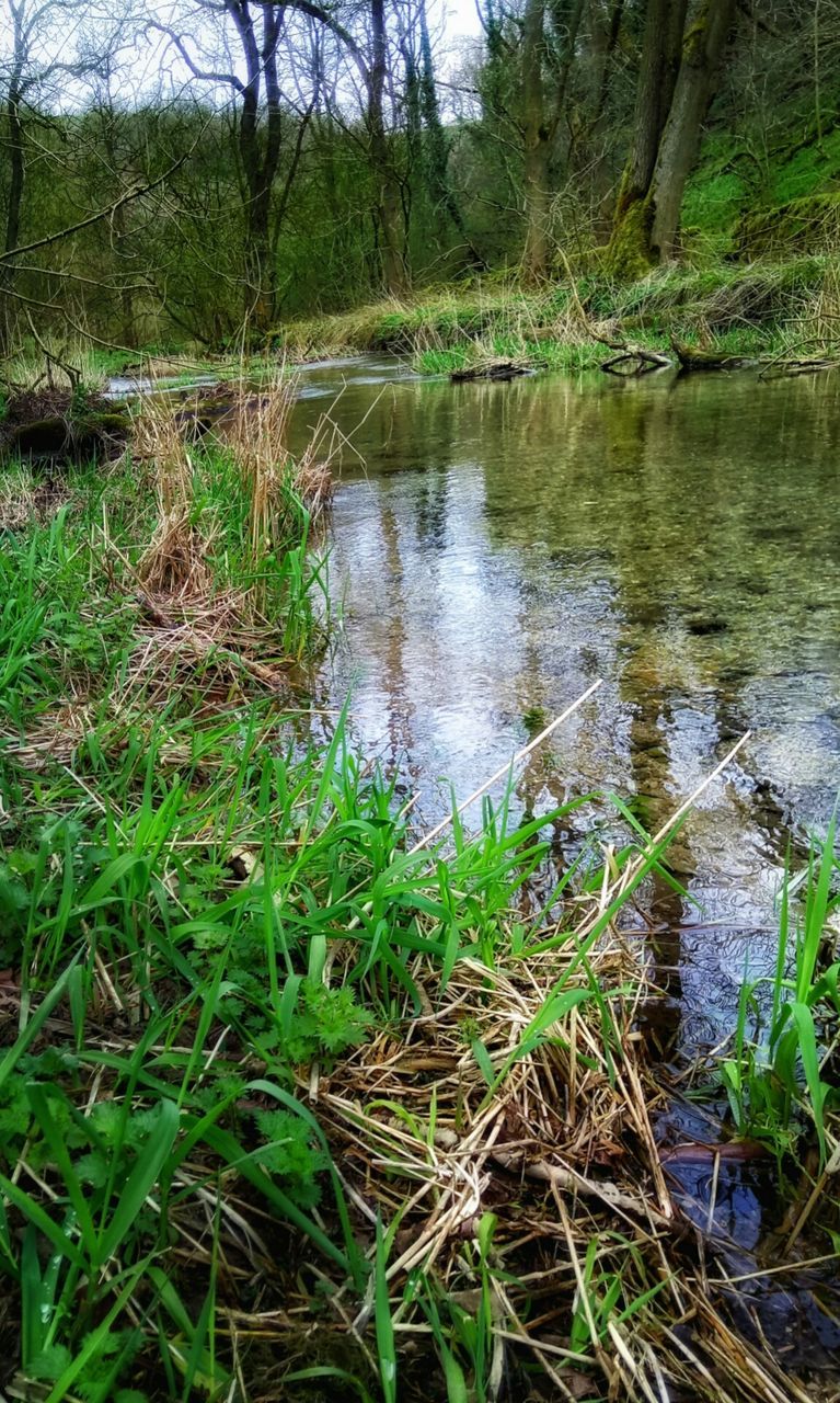 LAKE IN FOREST