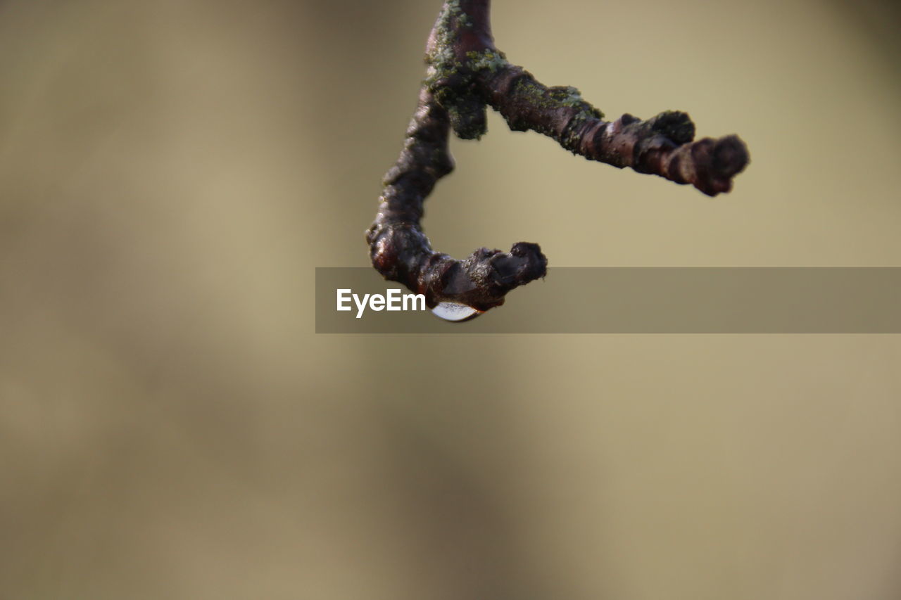 Close-up of drop of water on a twig