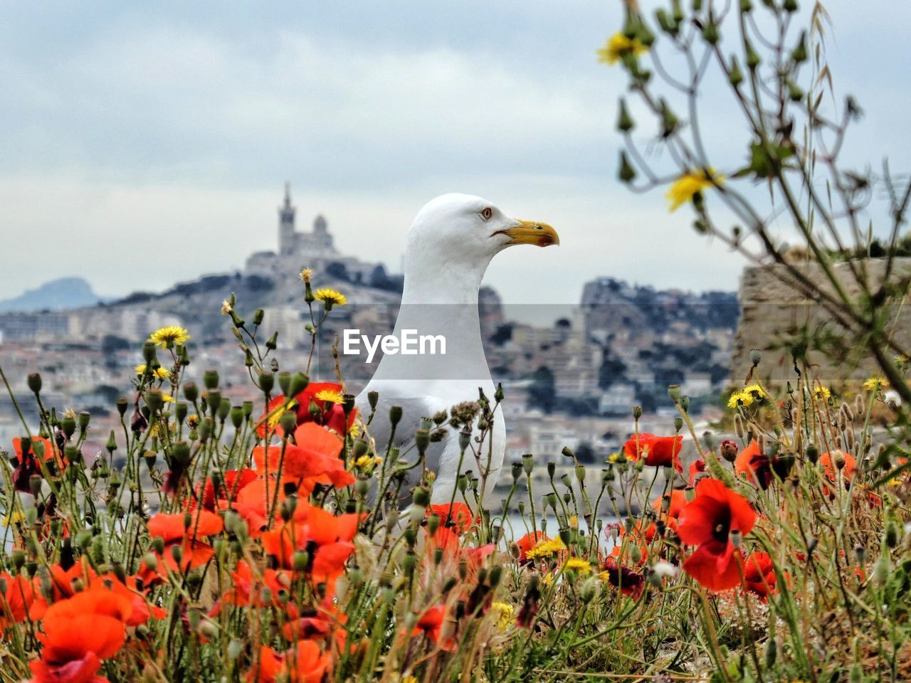 Close-up of seagull perching amidst poppy flowers against sky