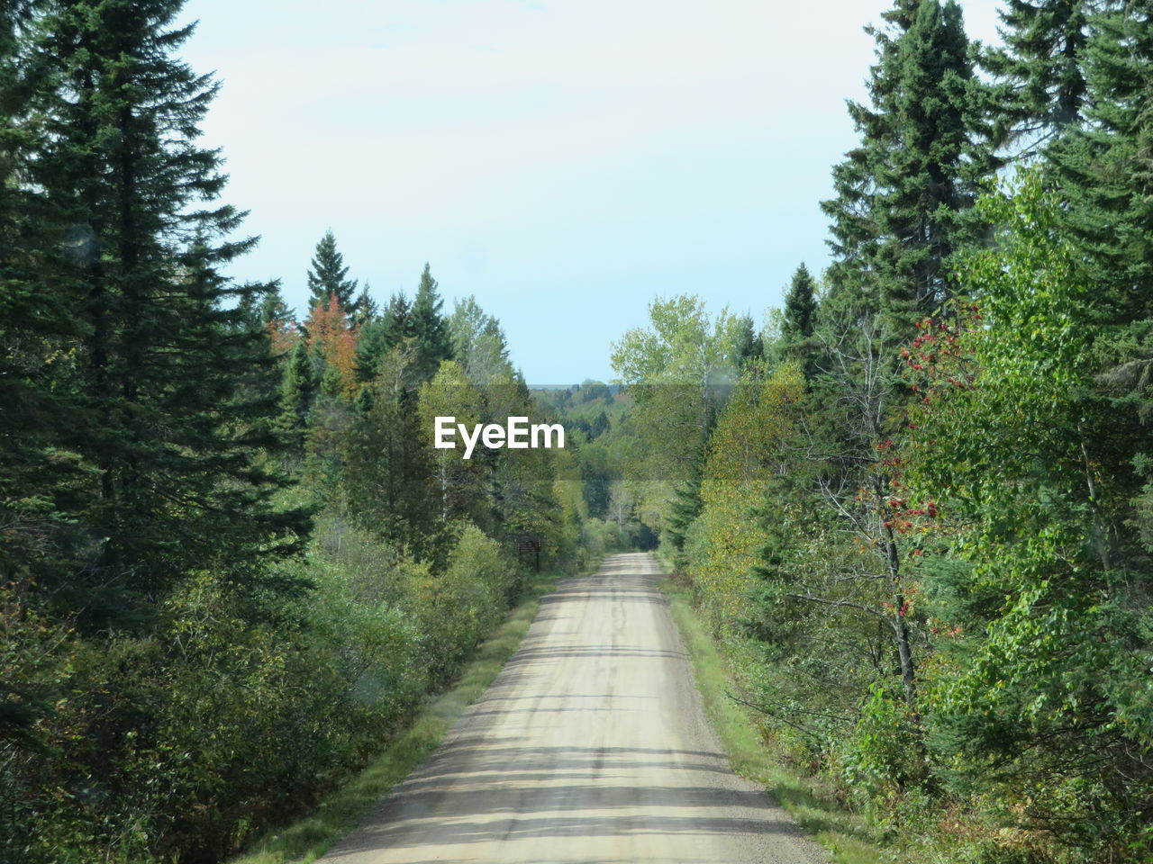 EMPTY ROAD ALONG TREES IN FOREST