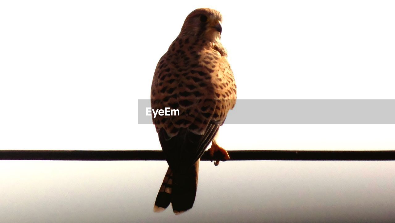 CLOSE-UP OF BIRD PERCHING ON POLE AGAINST CLEAR SKY