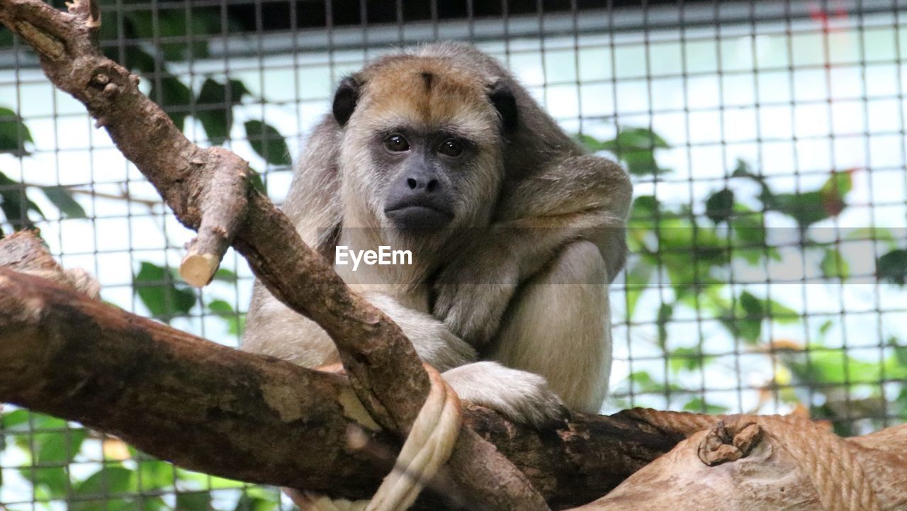 animal themes, animal, animal wildlife, mammal, primate, monkey, one animal, zoo, tree, wildlife, animals in captivity, ape, nature, sitting, plant, portrait, branch, no people, outdoors, cage, looking at camera, focus on foreground, day, relaxation