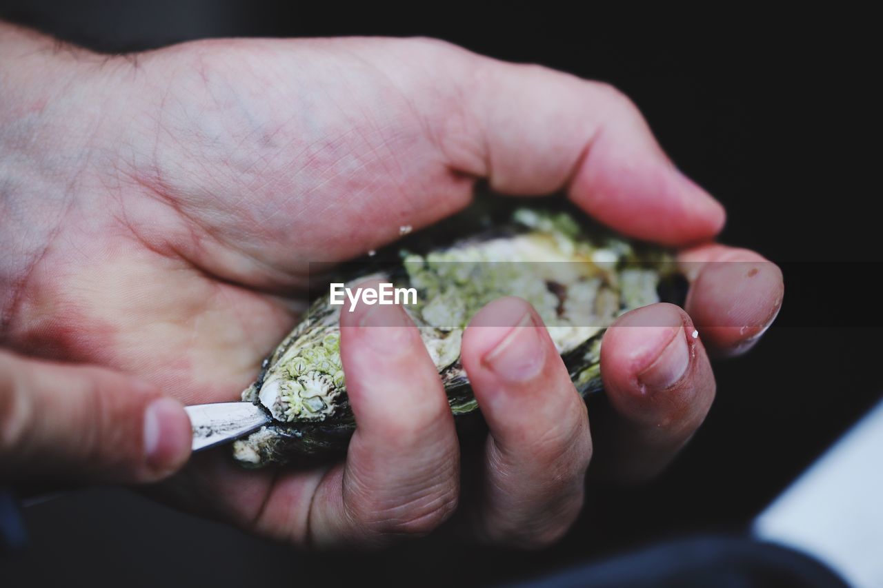 Close-up of human hand holding shell