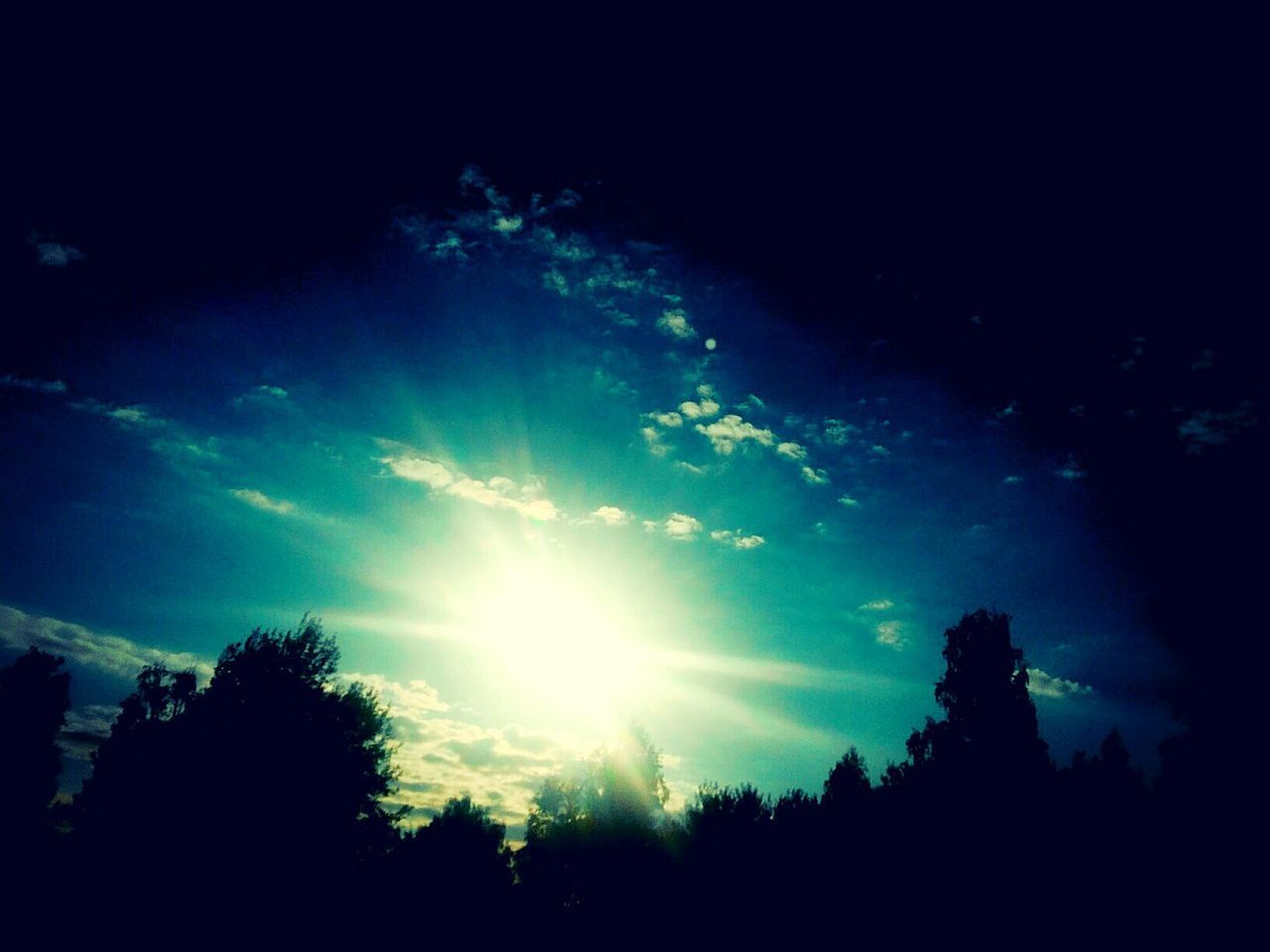 SILHOUETTE OF TREES AGAINST SKY