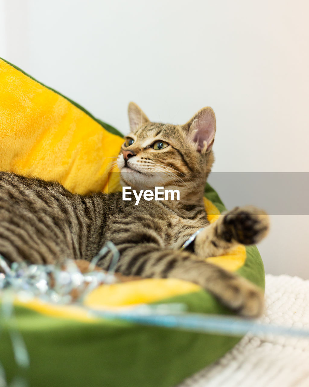 CAT SITTING ON A PLATE