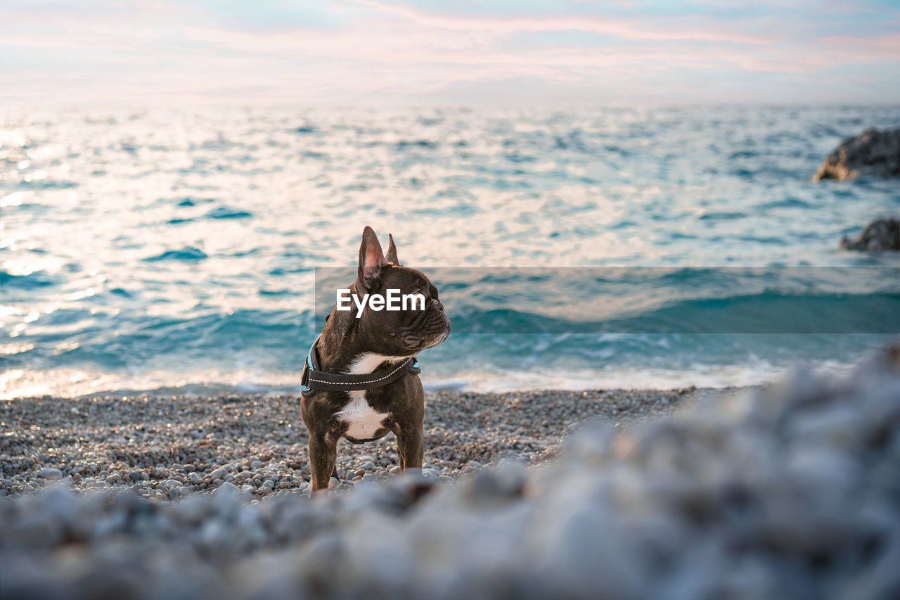 French bulldog dog on the beach