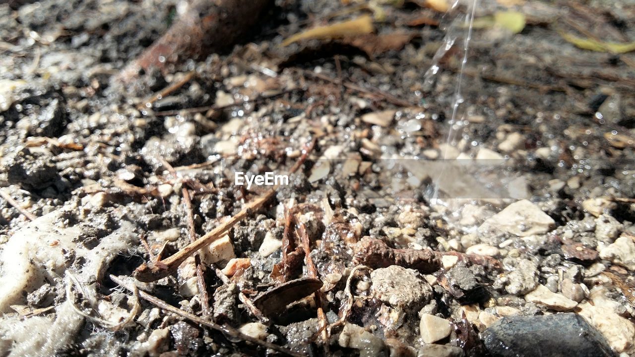 HIGH ANGLE VIEW OF CRAB