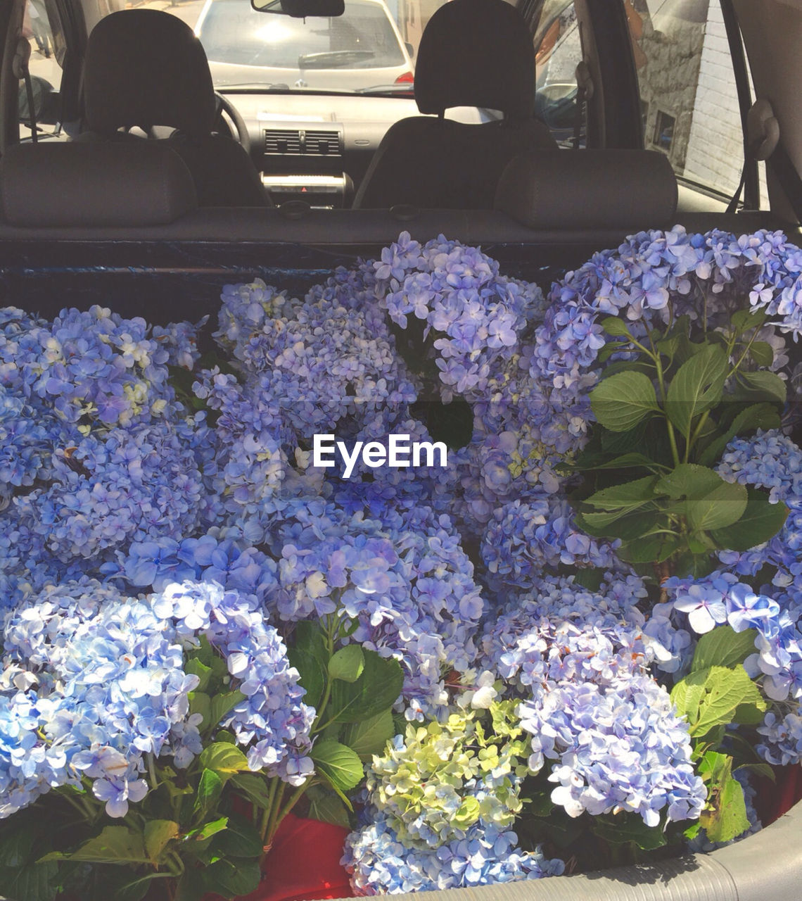 FRESH PURPLE FLOWERS IN RAILROAD TRACK