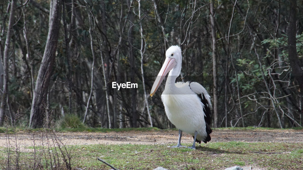 Stork standing on field