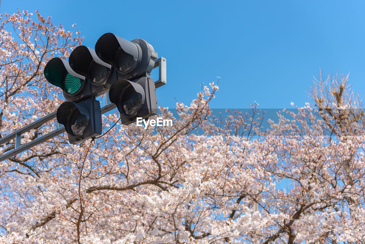 Traffic light the green light with cherry blossoms, tokyo, japan.