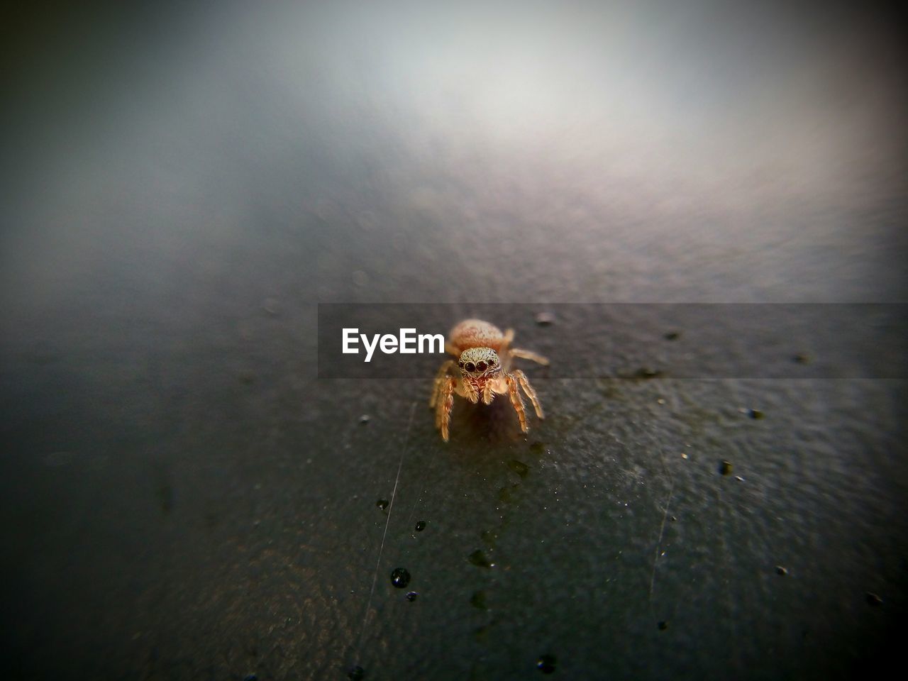 High angle view of jumping spider on surface