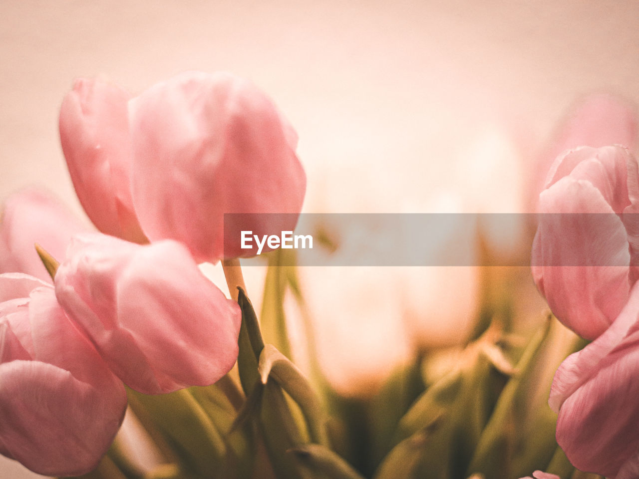 Close-up of tulips 