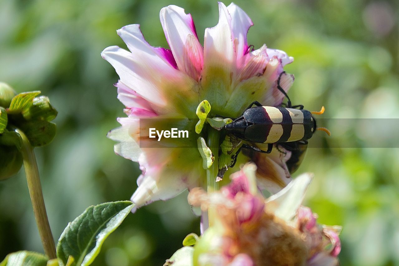 Close-up of beetle on flower