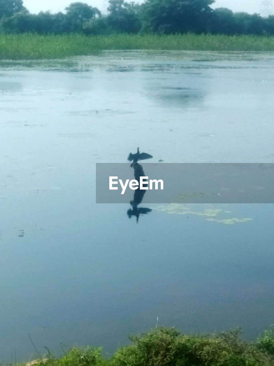 FULL LENGTH OF MAN SWIMMING IN LAKE