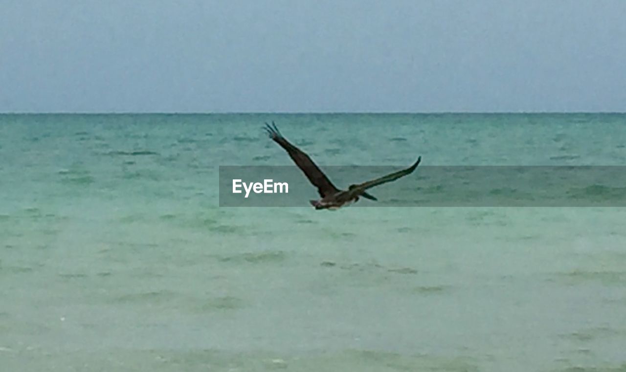 SEAGULLS FLYING OVER SEA