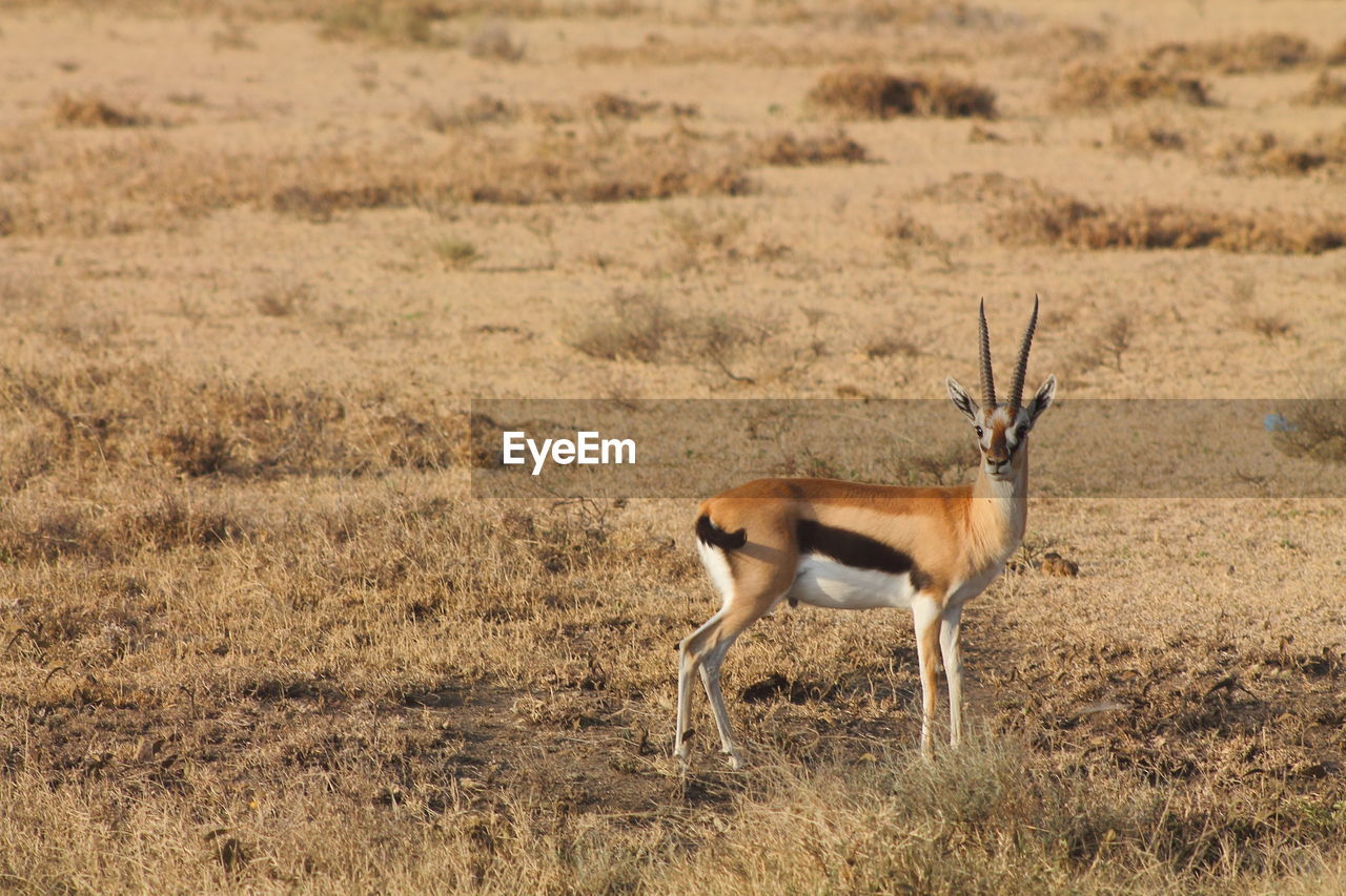 Antelope standing on field