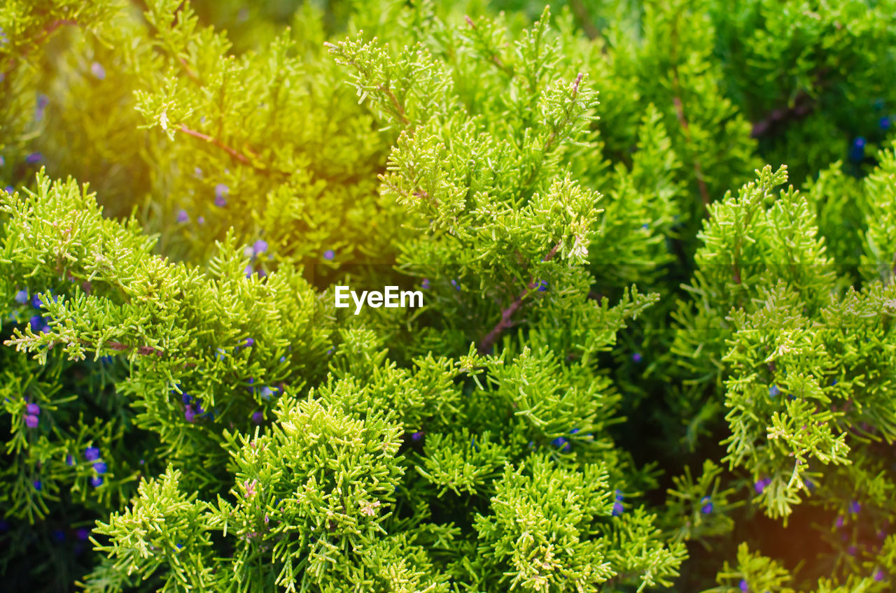 Green young juniper branches close up. background with juniper branches.