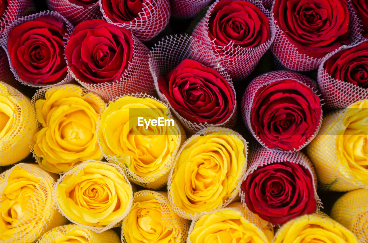 Full frame shot of multi colored roses