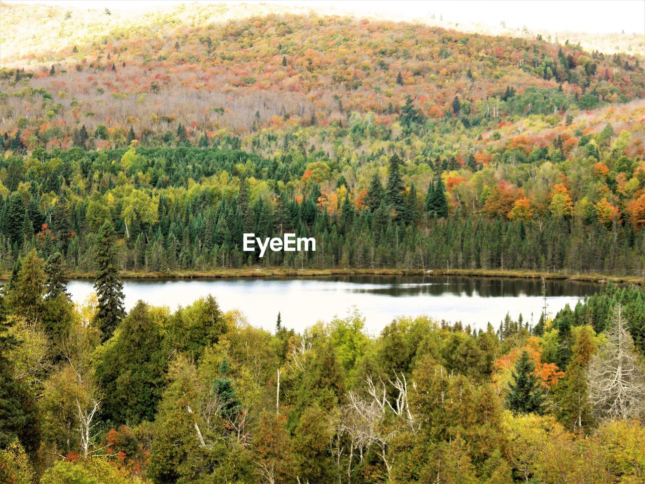 SCENIC VIEW OF LAKE DURING AUTUMN TREES