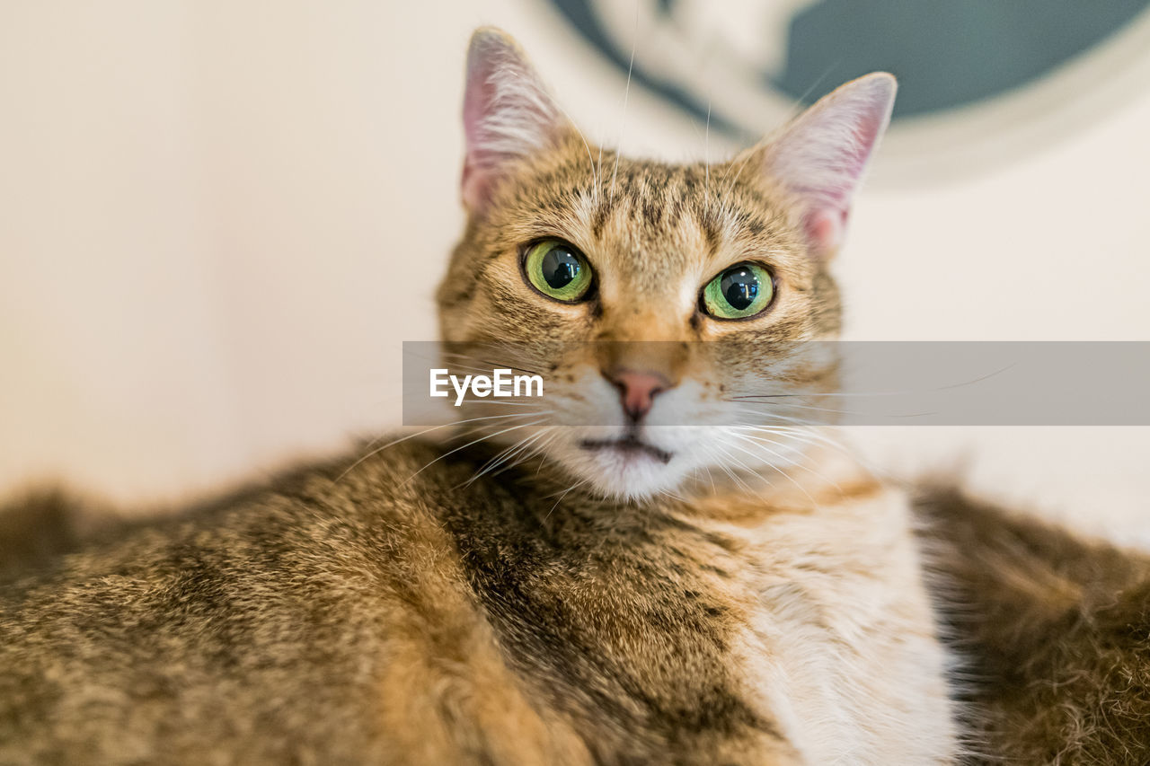 Cat looking at camera on fluffy cat bed, selective focus