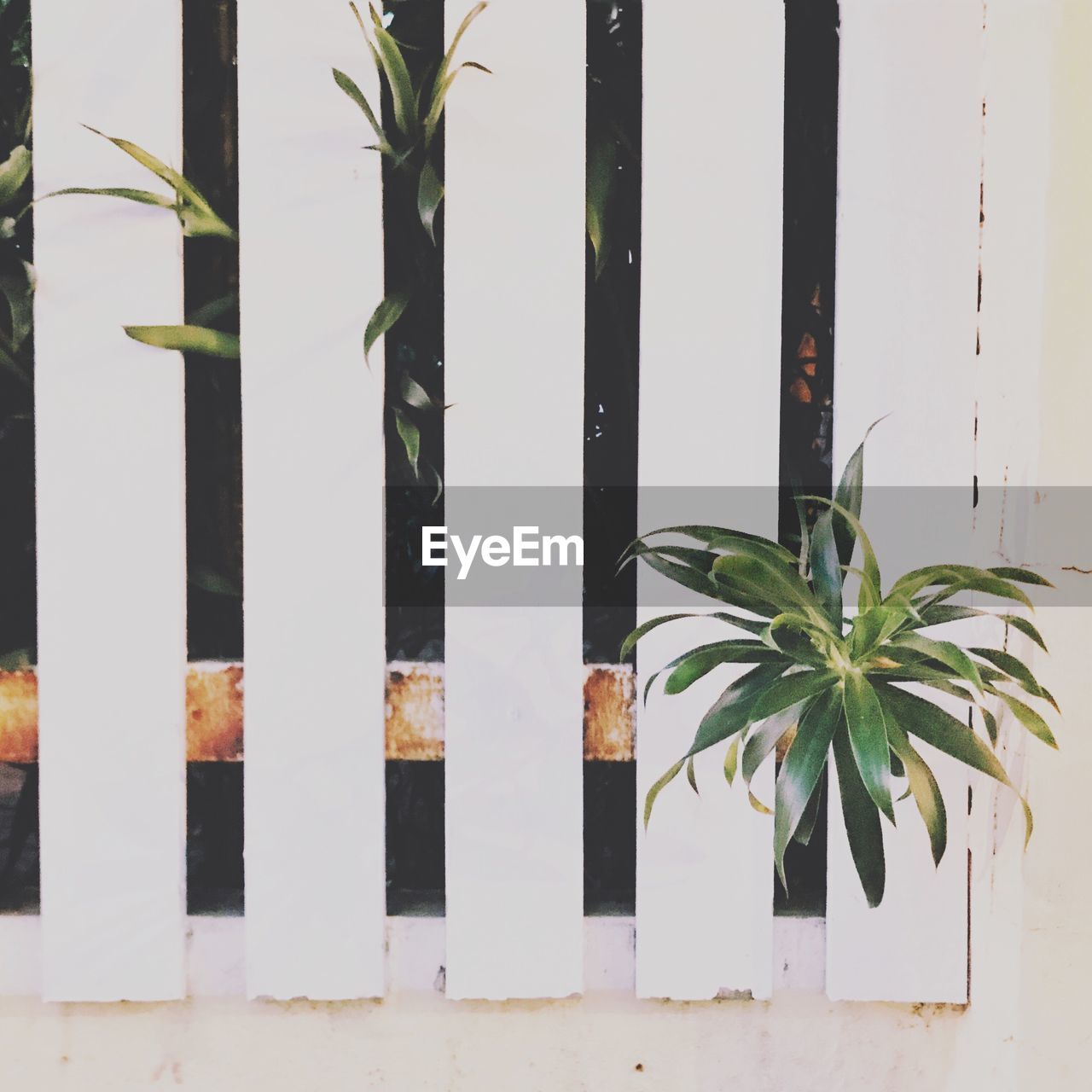 CLOSE-UP OF FRESH POTTED PLANT