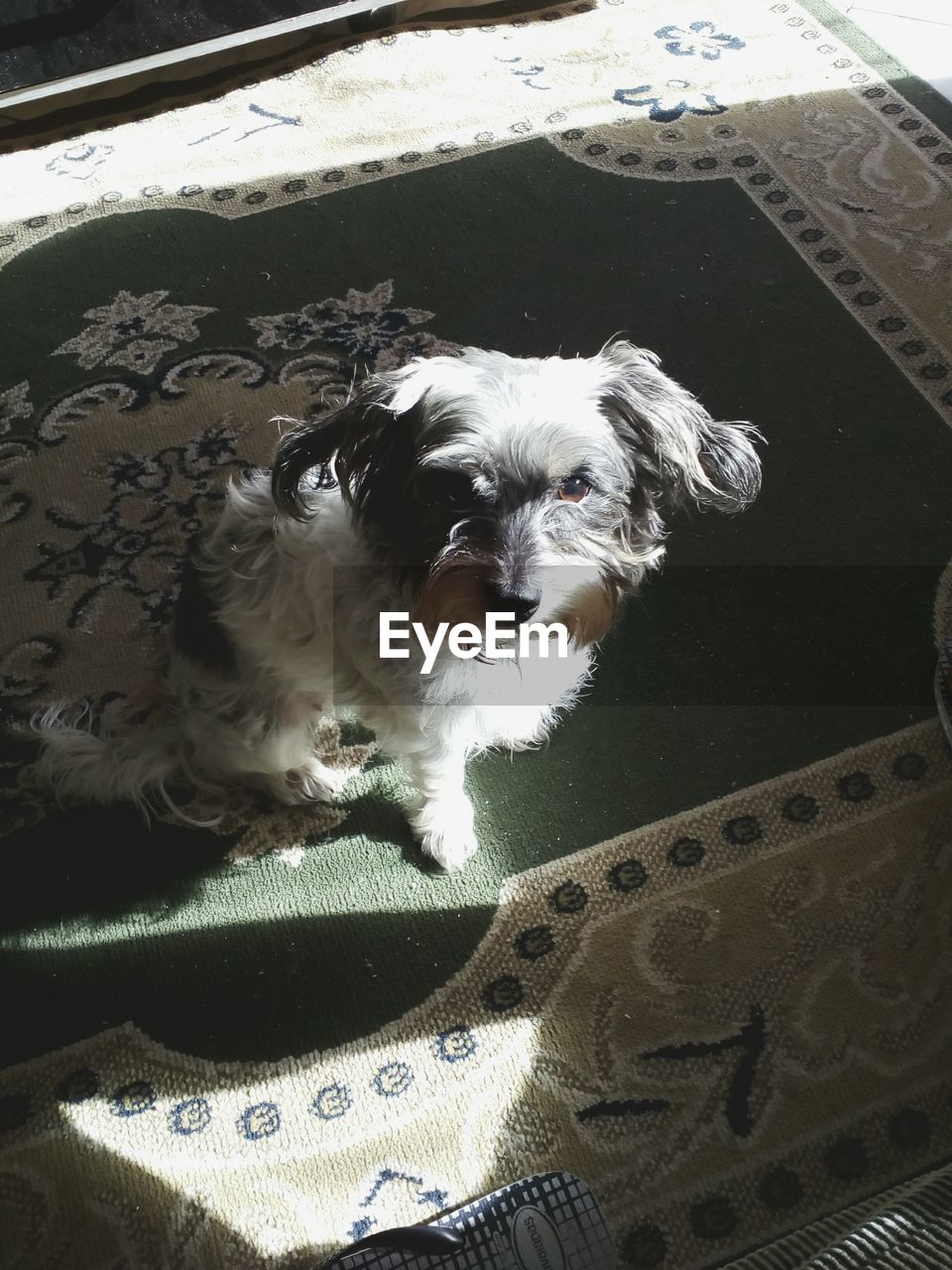 HIGH ANGLE VIEW OF DOG RELAXING ON FLOOR