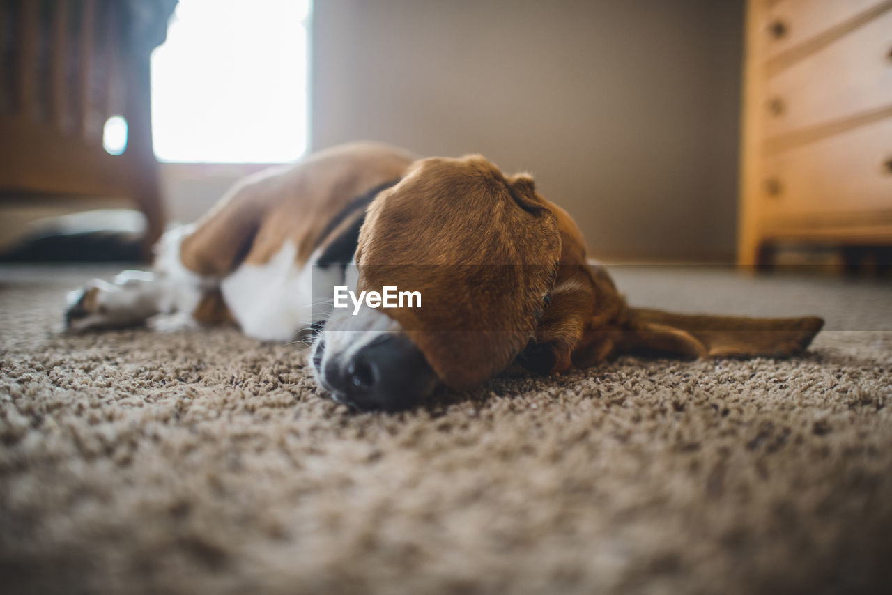 Dog lying on carpet at home