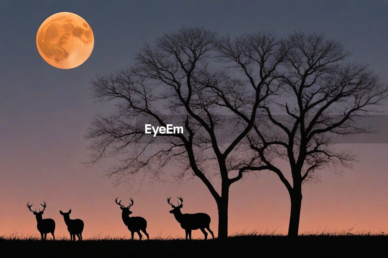 moon, sky, silhouette, animal, animal themes, animal wildlife, mammal, tree, savanna, wildlife, group of animals, nature, full moon, sunset, night, plant, bare tree, beauty in nature, dusk, evening, no people, scenics - nature, environment, landscape, outdoors, horizon, domestic animals, twilight, space, land, tranquil scene, two animals, tranquility, back lit