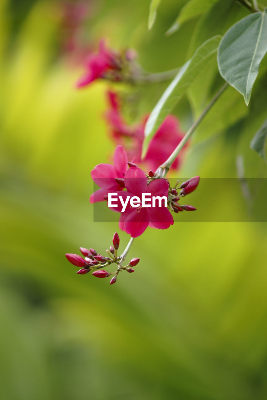 Close-up of pink flower blooming outdoors